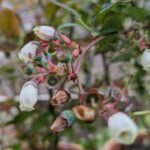 Heidelbeeren, Granatapfel, Erdbeeren Update 29.04.2024