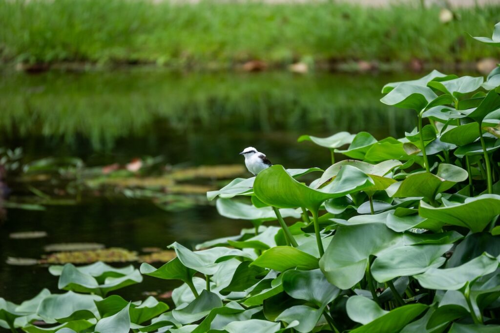 Botanischer garten rio de janairo 104