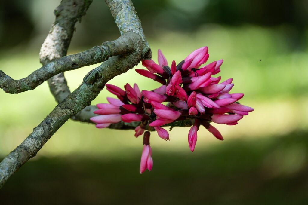 Botanischer garten rio de janairo 11