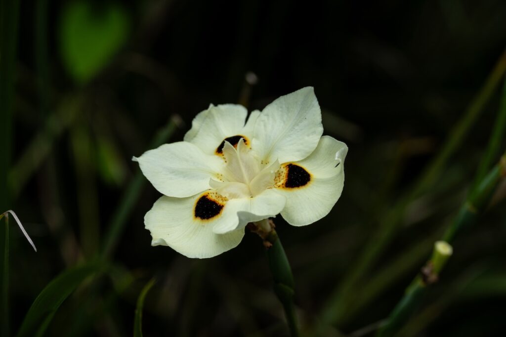 Botanischer garten rio de janairo 115