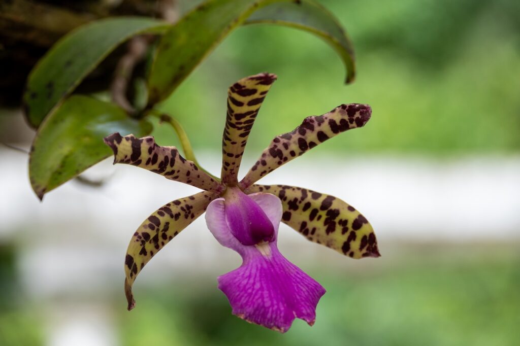 Botanischer garten rio de janairo 116