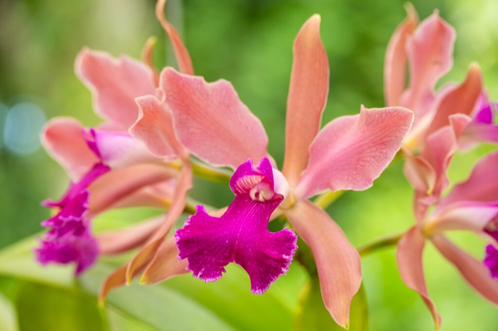 Botanischer garten rio de janairo 117