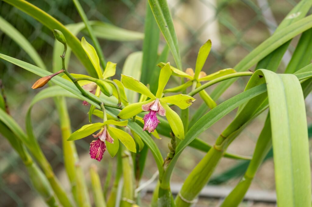 Botanischer garten rio de janairo 124