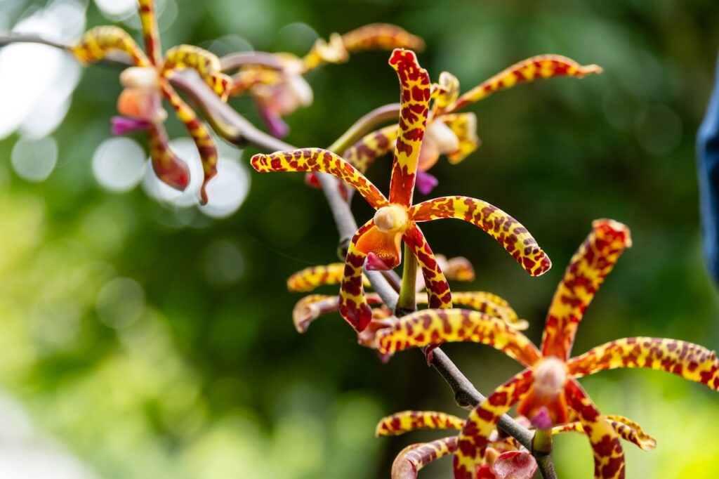 Botanischer garten rio de janairo 127