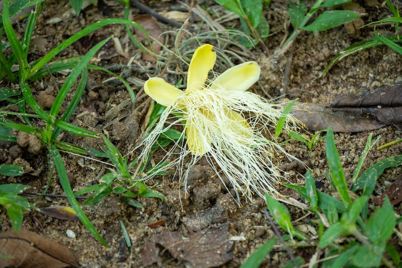 Zarte helle Blüte mit fadenförmigem Strahlenkranz