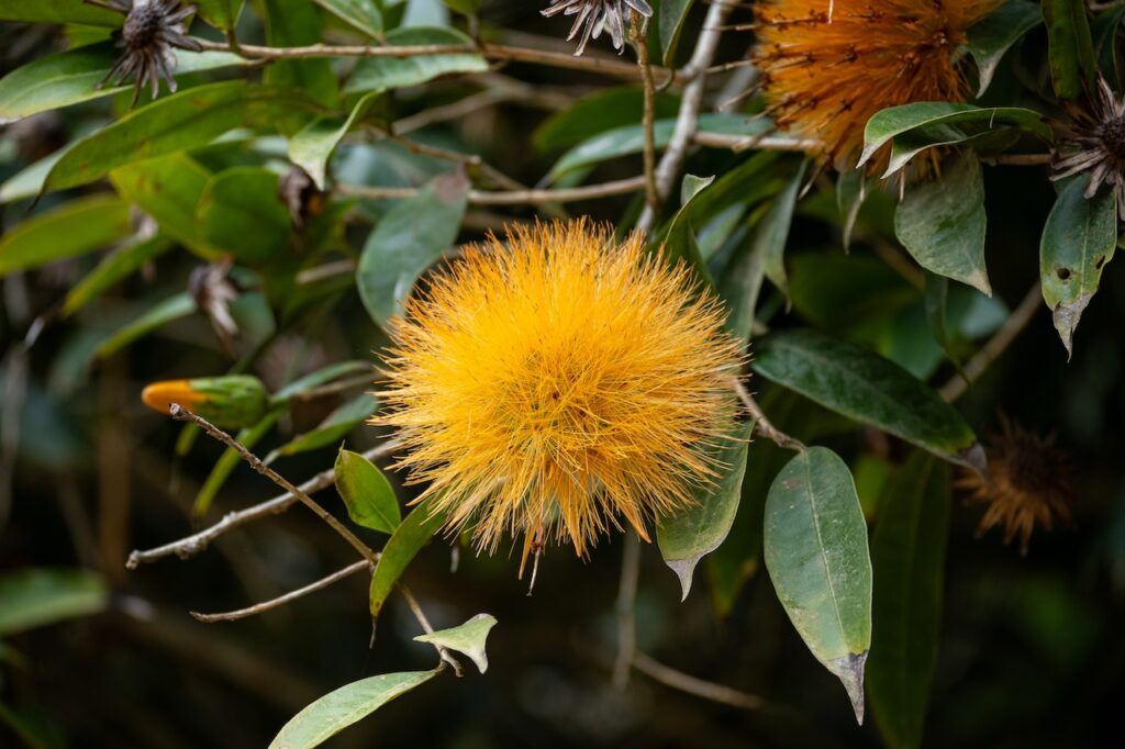 Botanischer garten rio de janairo 138