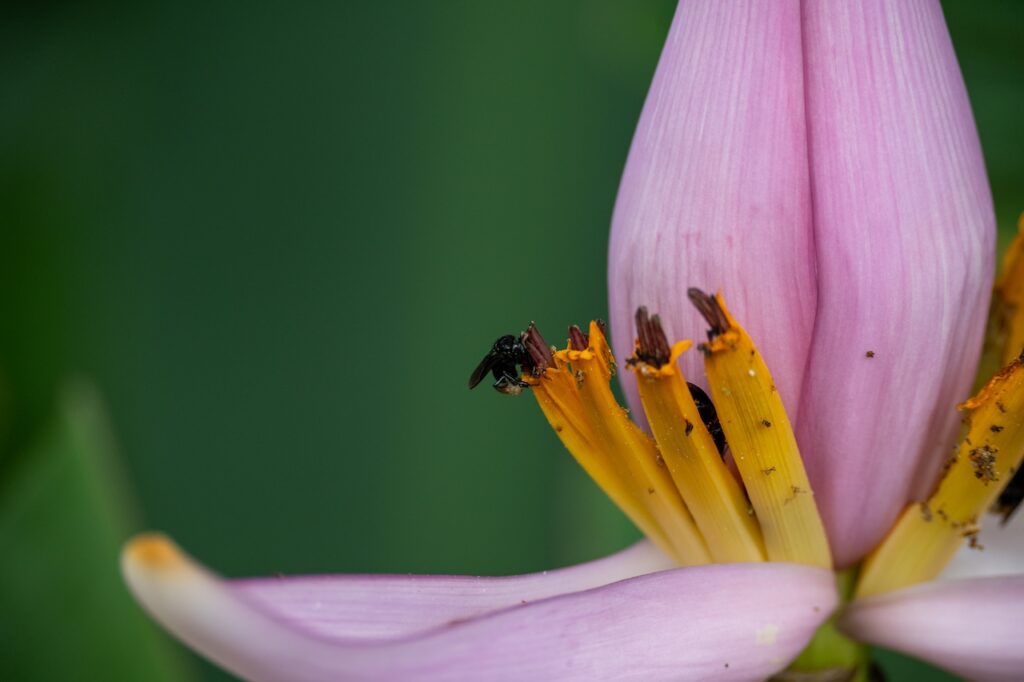 Botanischer garten rio de janairo 146