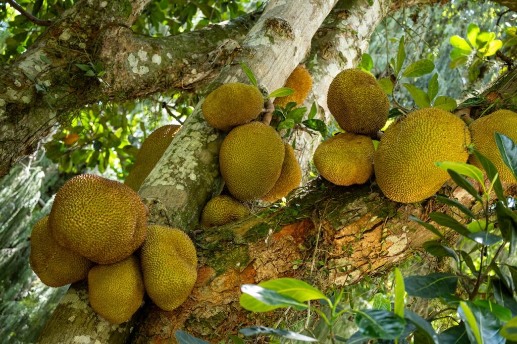 Botanischer garten rio de janairo 15