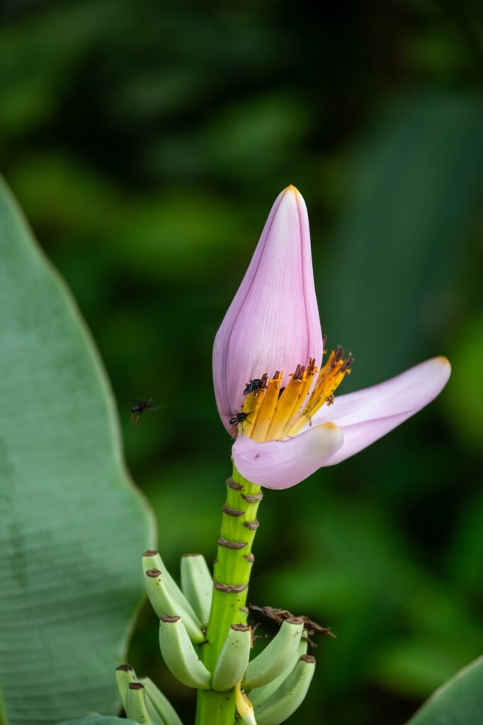 Botanischer garten rio de janairo 151