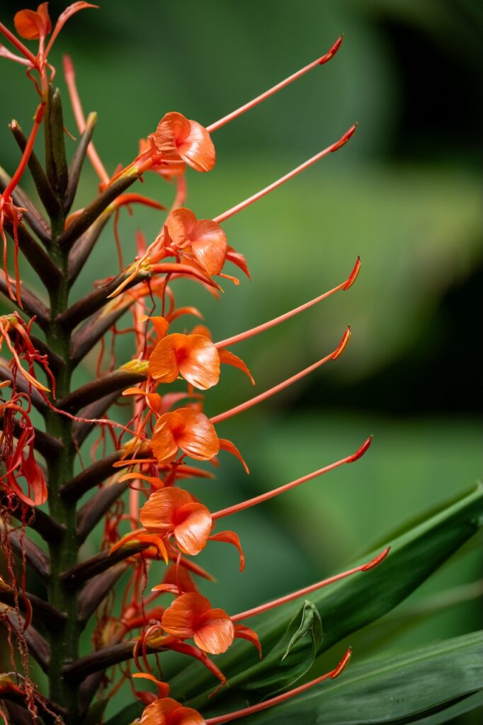 Botanischer garten rio de janairo 157