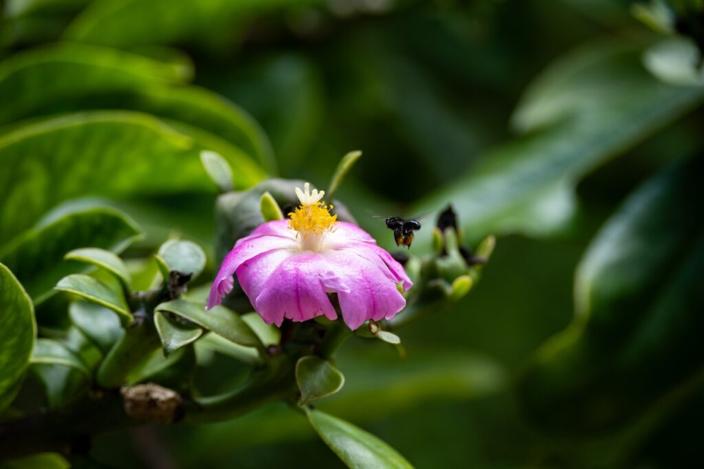 Botanischer garten rio de janairo 168