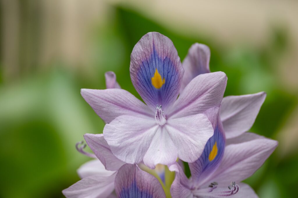 Botanischer garten rio de janairo 180