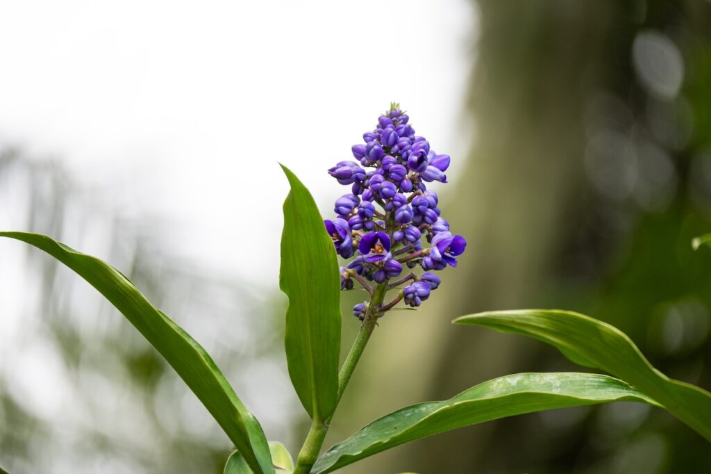 Botanischer garten rio de janairo 182