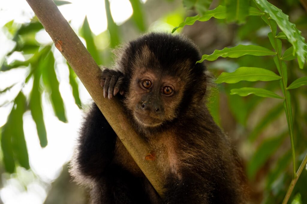 Botanischer garten rio de janairo 202