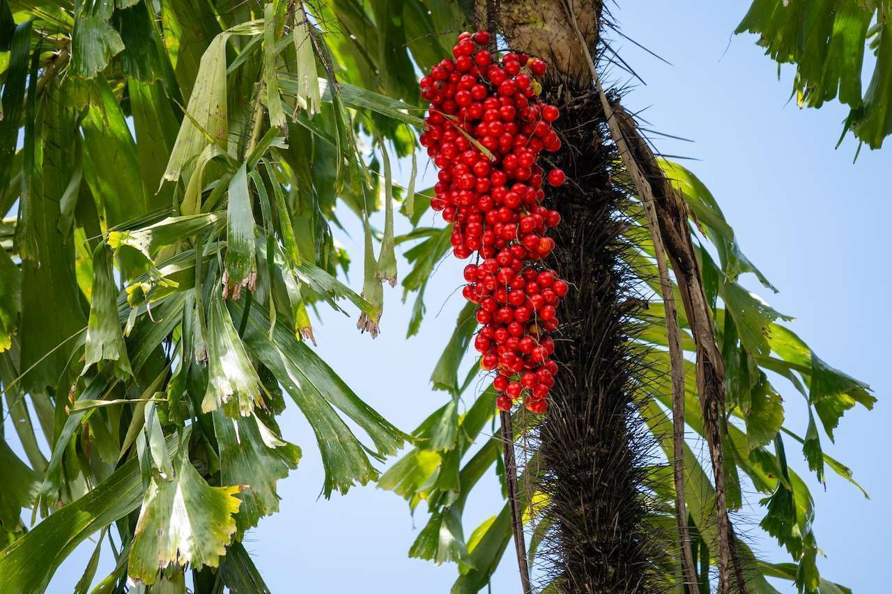 Leuchtend roter hängender Fruchtstand einer Palme