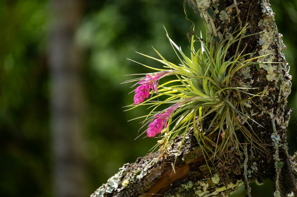 Botanischer garten rio de janairo 32