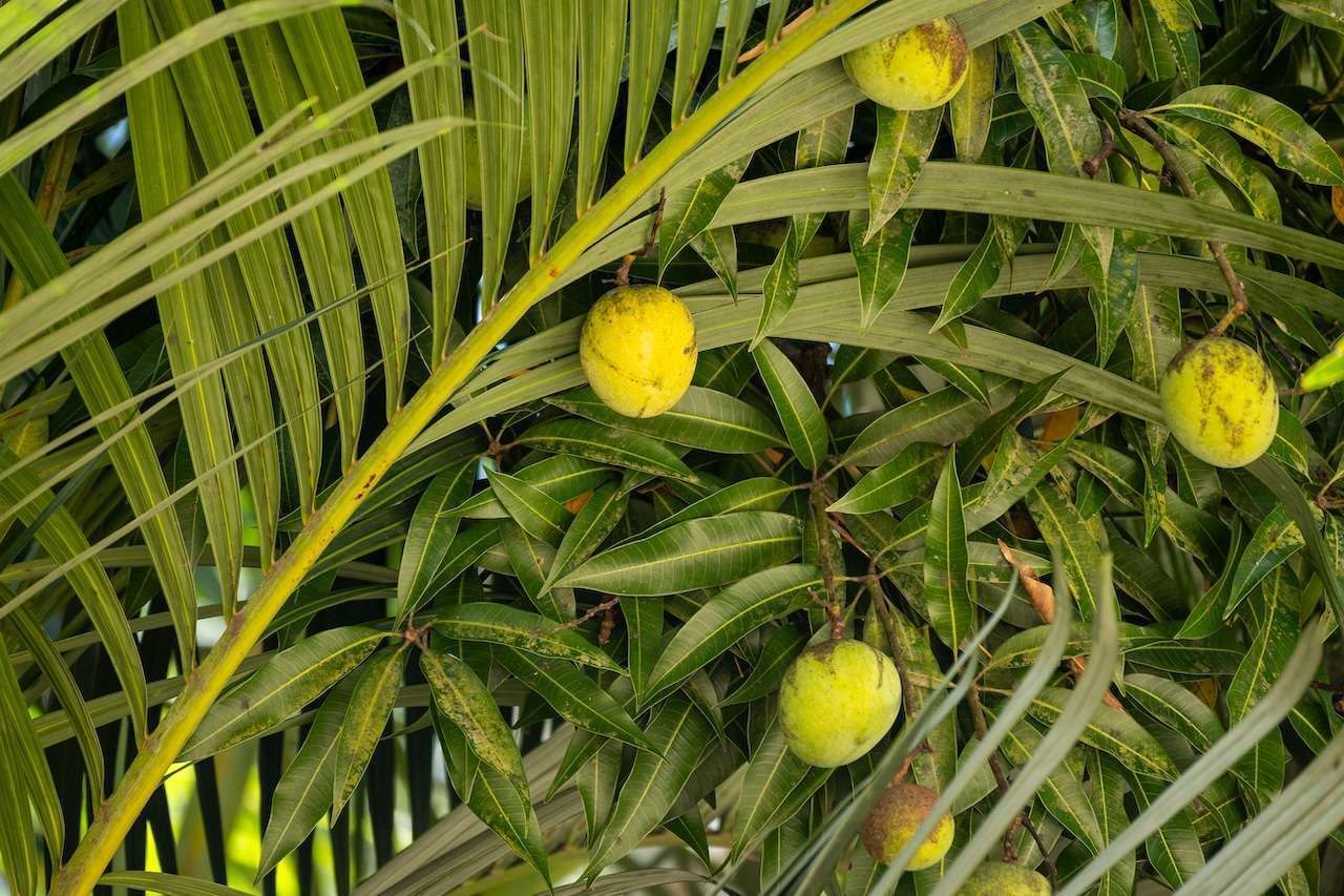 Gelbe Früchte zwischen schmalen Palmenblättern
