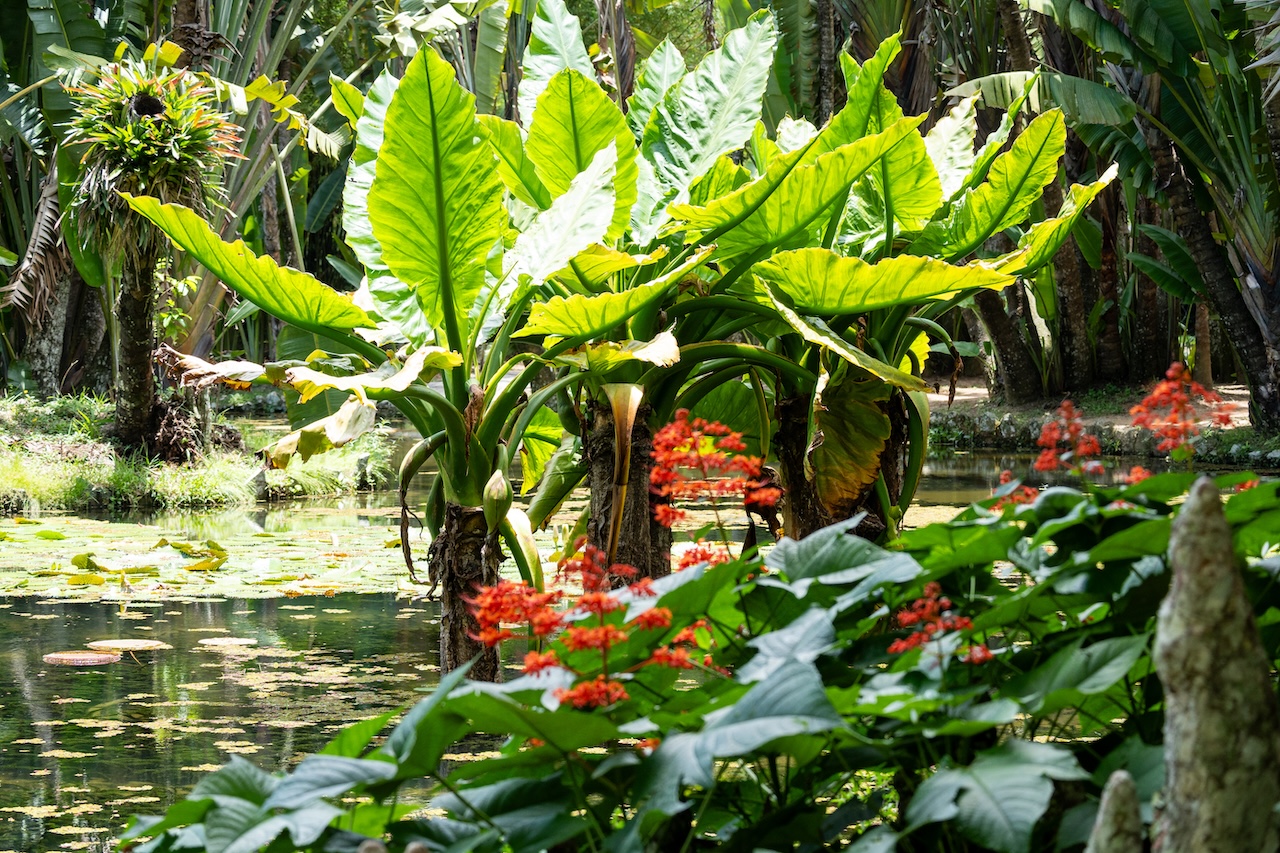 Botanischer garten rio de janairo 44