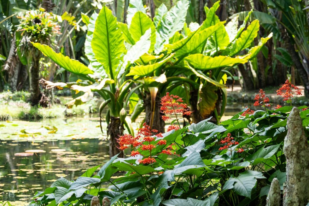 Botanischer garten rio de janairo 45