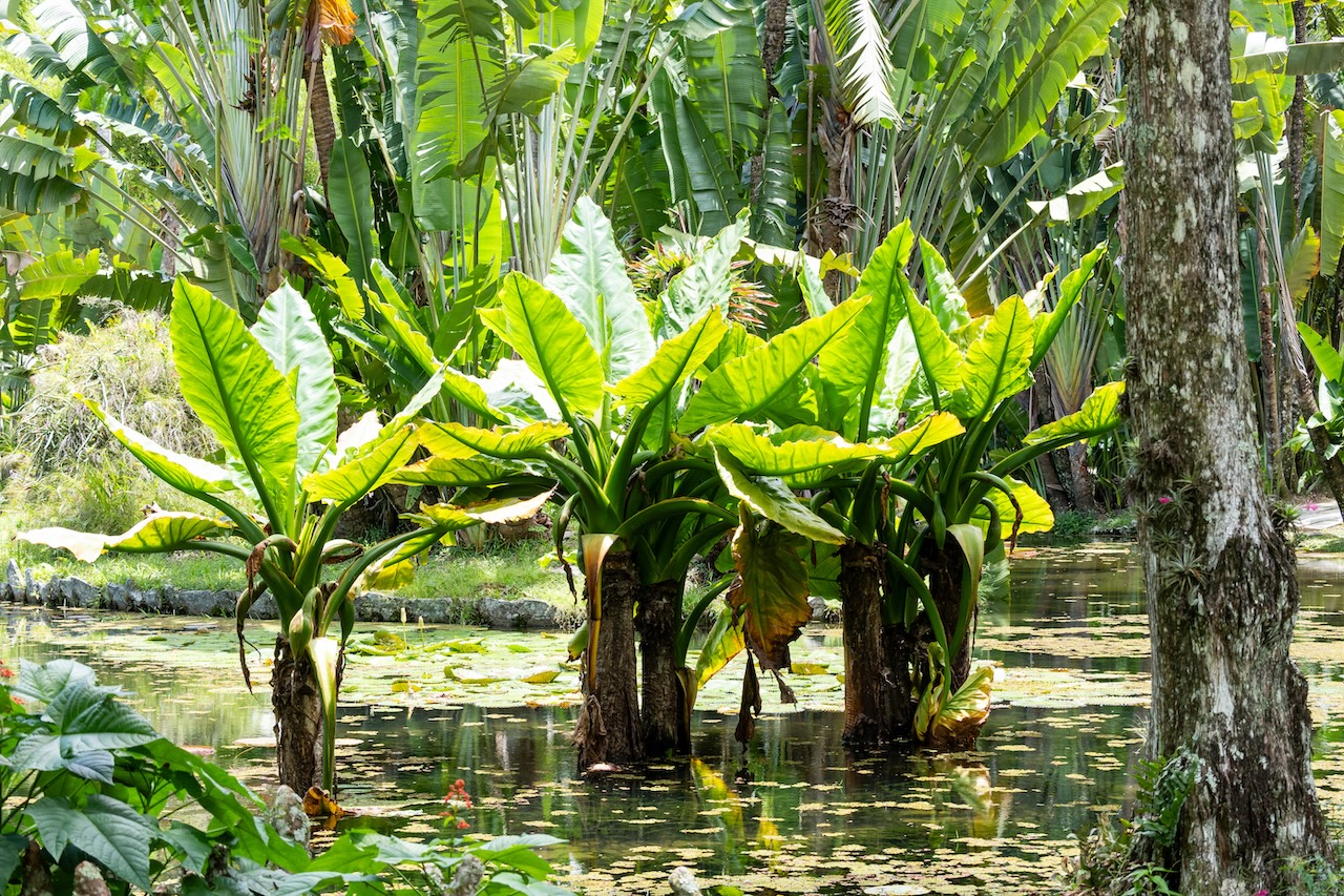 Botanischer garten rio de janairo 46