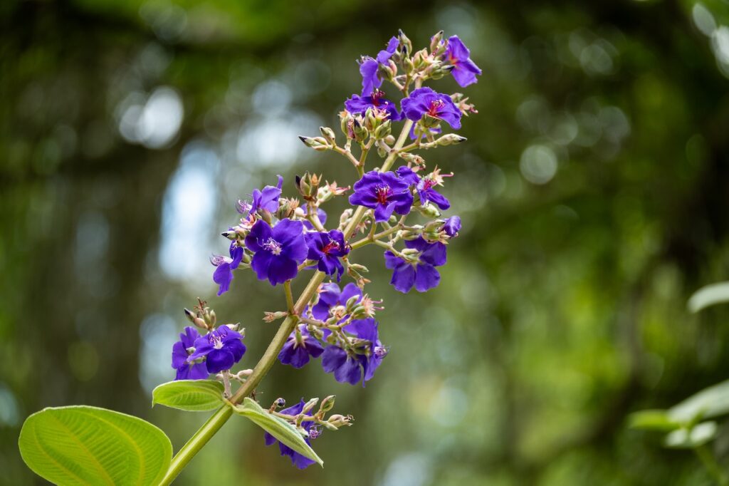 Botanischer garten rio de janairo 58