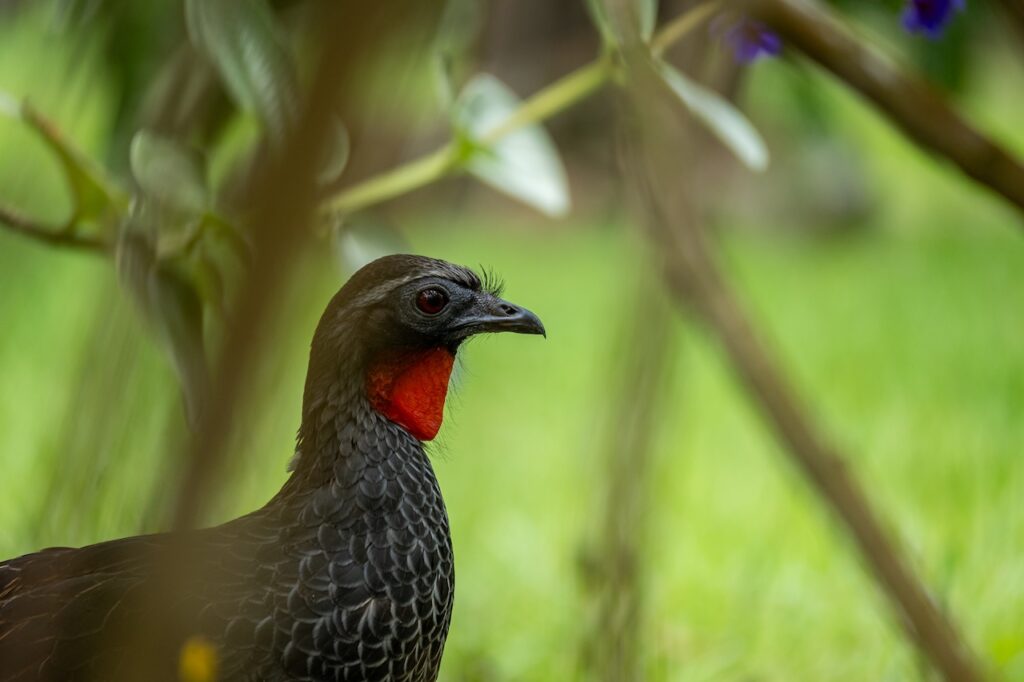 Botanischer garten rio de janairo 61