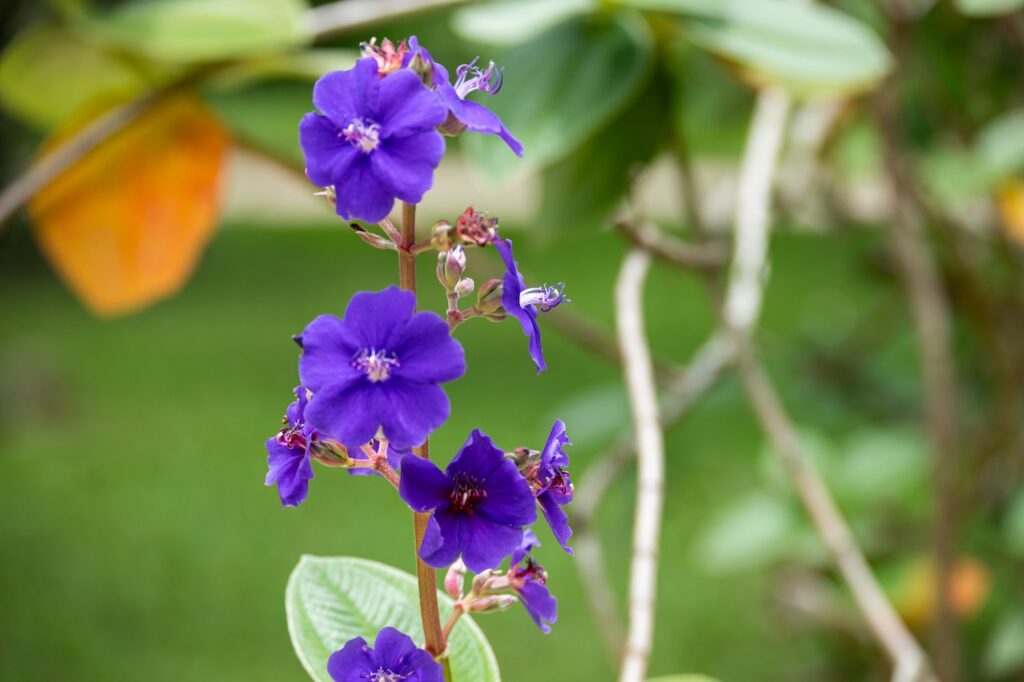 Botanischer garten rio de janairo 62