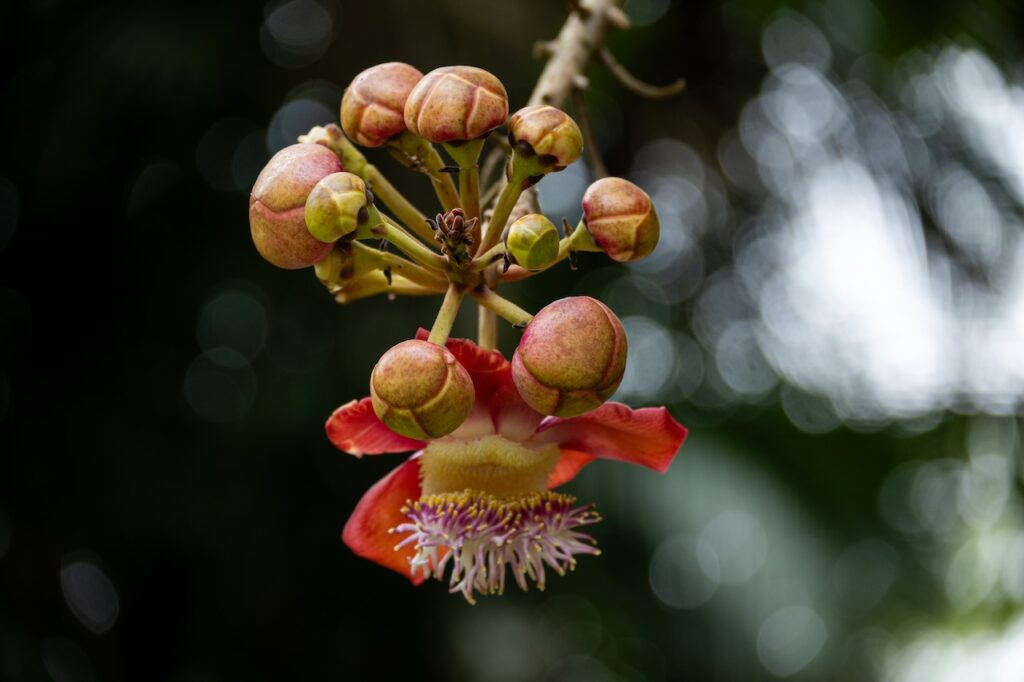 Botanischer garten rio de janairo 67