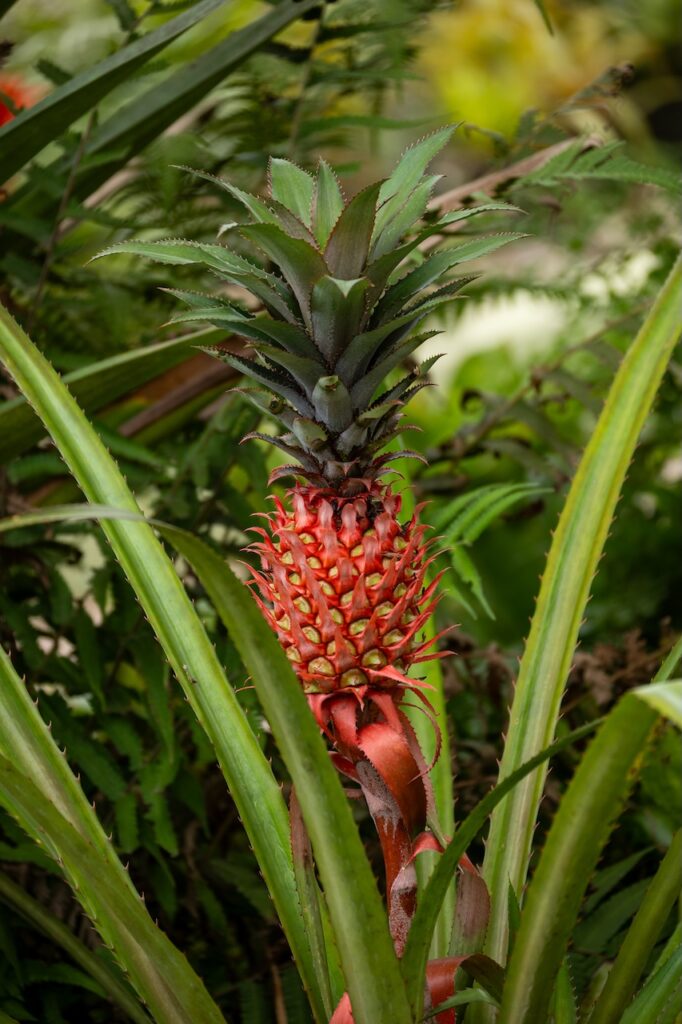 Botanischer garten rio de janairo 86