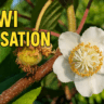 Kiwi-Überraschung: Aus Samen gezogen, blühend – und selbstfruchtend!