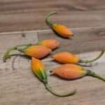 WhatsApp Image 2025 12 14 at 07.19.59