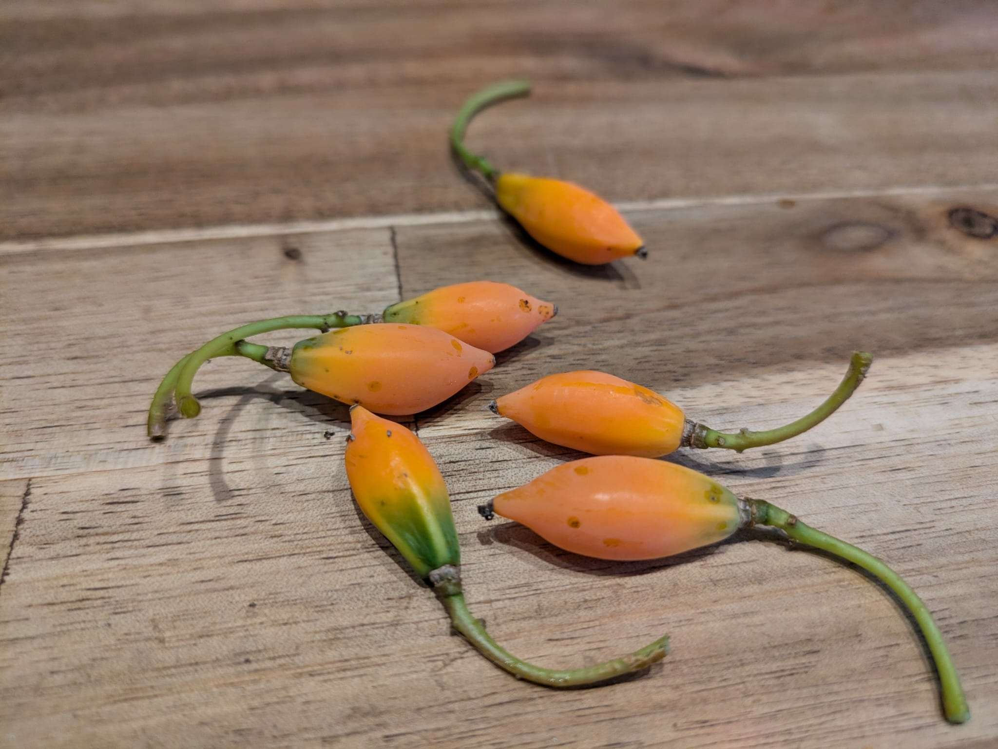 WhatsApp Image 2025 12 14 at 07.19.59