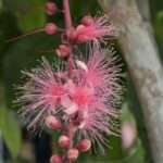 Barringtonia racemosa