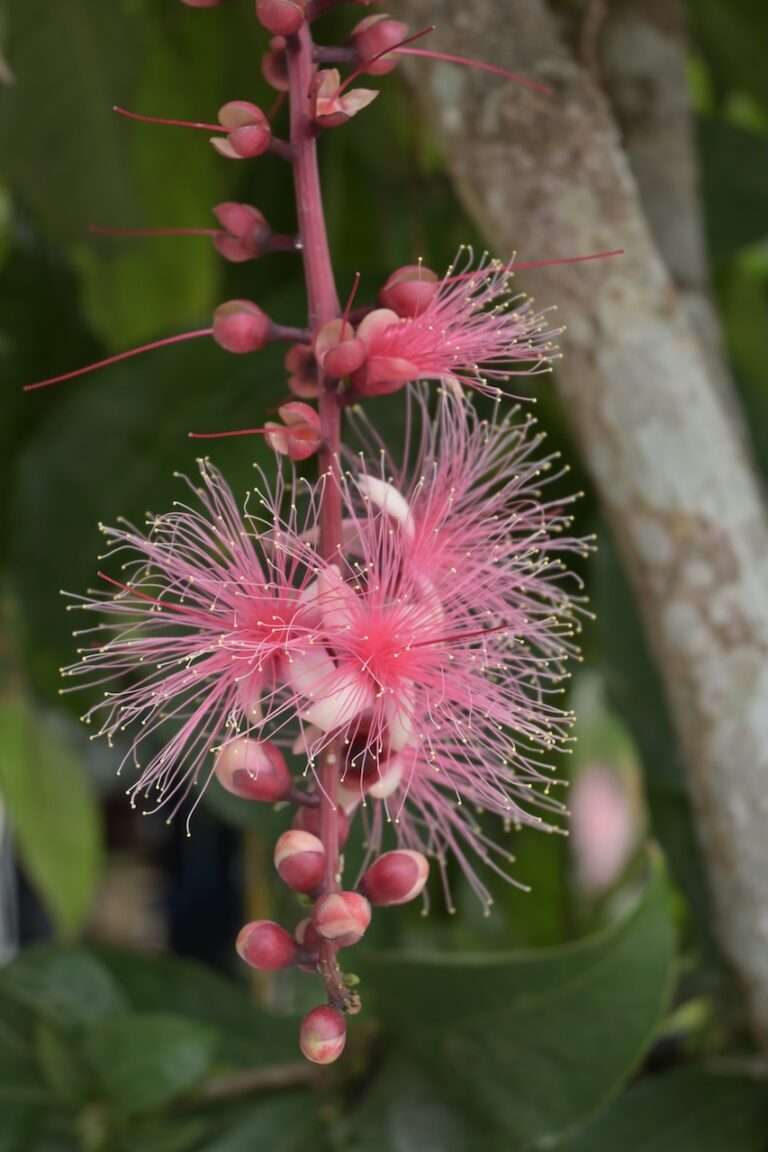 Barringtonia racemosa