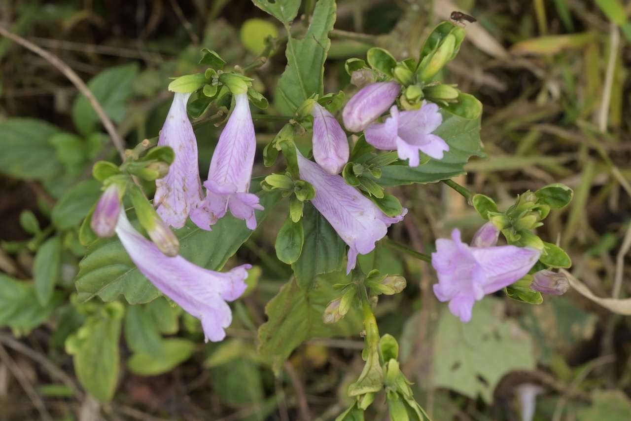 Strobilanthes cusia mit violetten Blüten, die Färberpflanze der Hmong bei Sa Pa