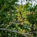 Indische Stachelbeerbaum (Phyllanthus emblica)