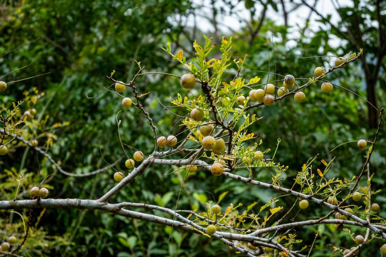 Indische Stachelbeerbaum (Phyllanthus emblica)