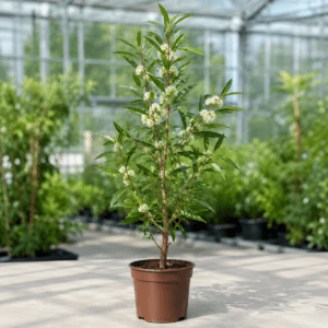 Eucalyptus acmenoides