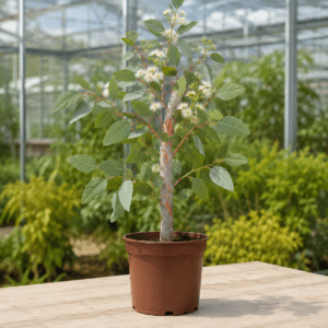 Eucalyptus bancroftii