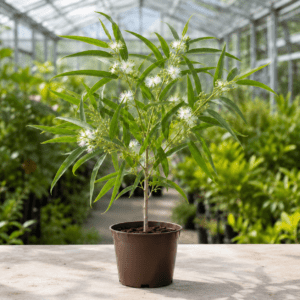 Eucalyptus citriodora