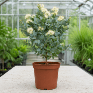 Eucalyptus cladocalyx nana