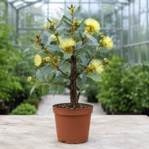 Eucalyptus cornuta
