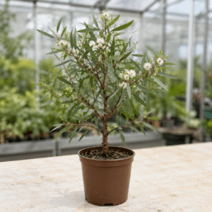 Eucalyptus crebra
