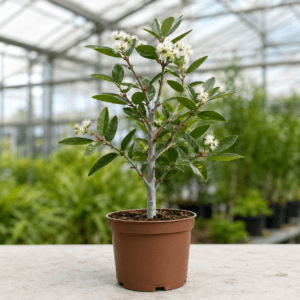 Eucalyptus curtisii