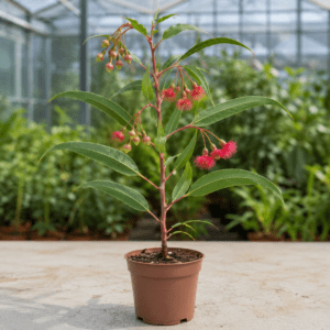Eucalyptus erythronema var. erythronema