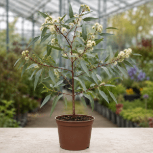 Eucalyptus erythrophloia
