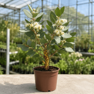 Eucalyptus eximia