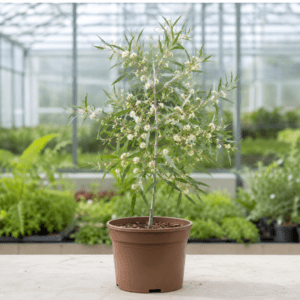 Eucalyptus gracilis