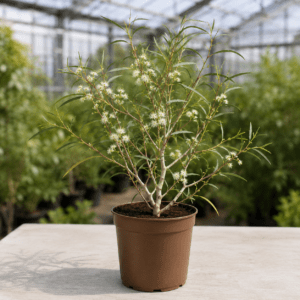 Eucalyptus gregsoniana