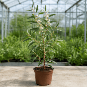 Eucalyptus leichhardtii